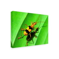 Zaštitni znak likovne umjetnosti 'žuta bug fotografija' platno umjetnost dana brett munhen
